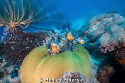 Clownfish Zoomburst by Henley Spiers 